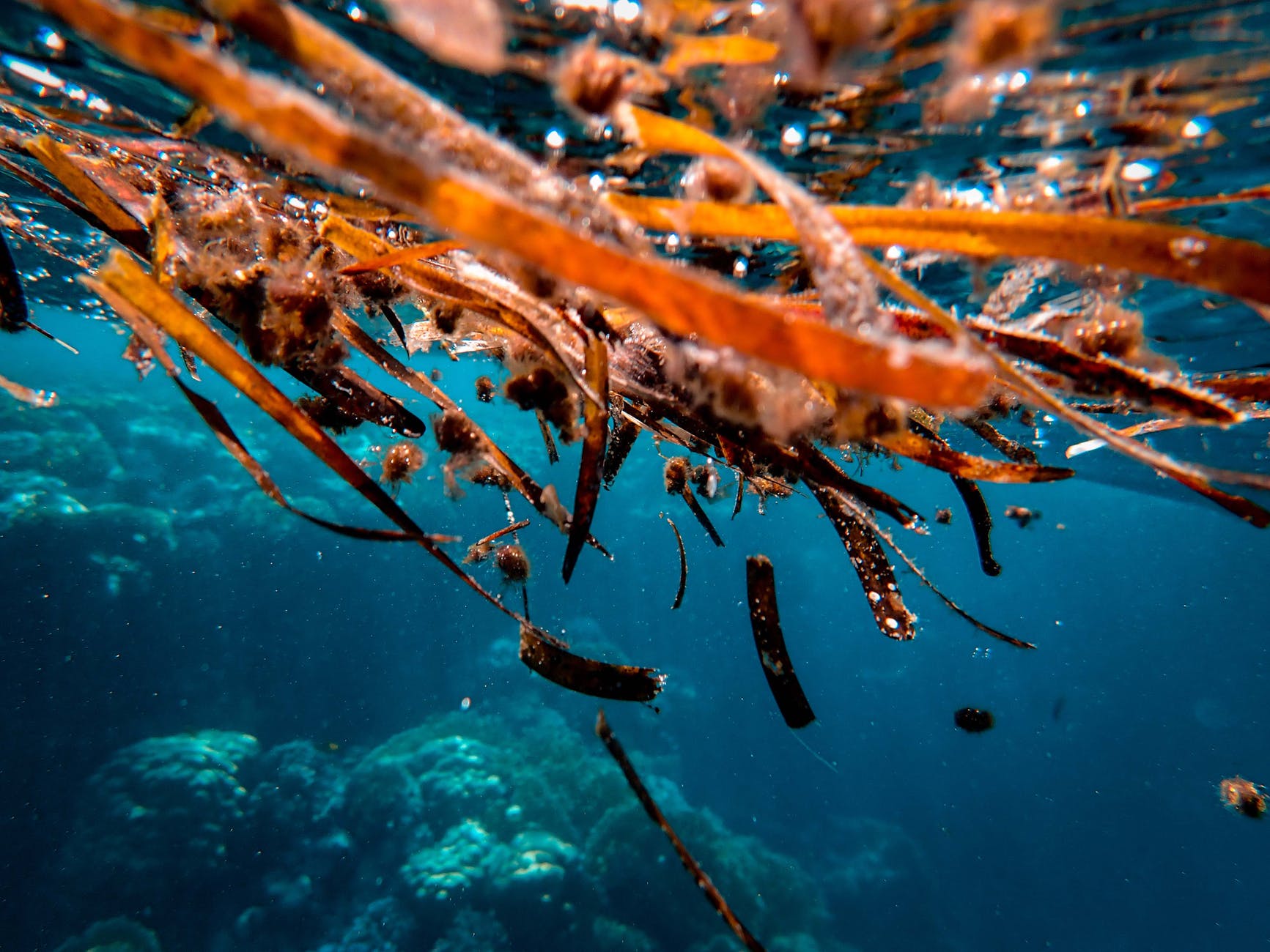 close up photo of brown seaweeds