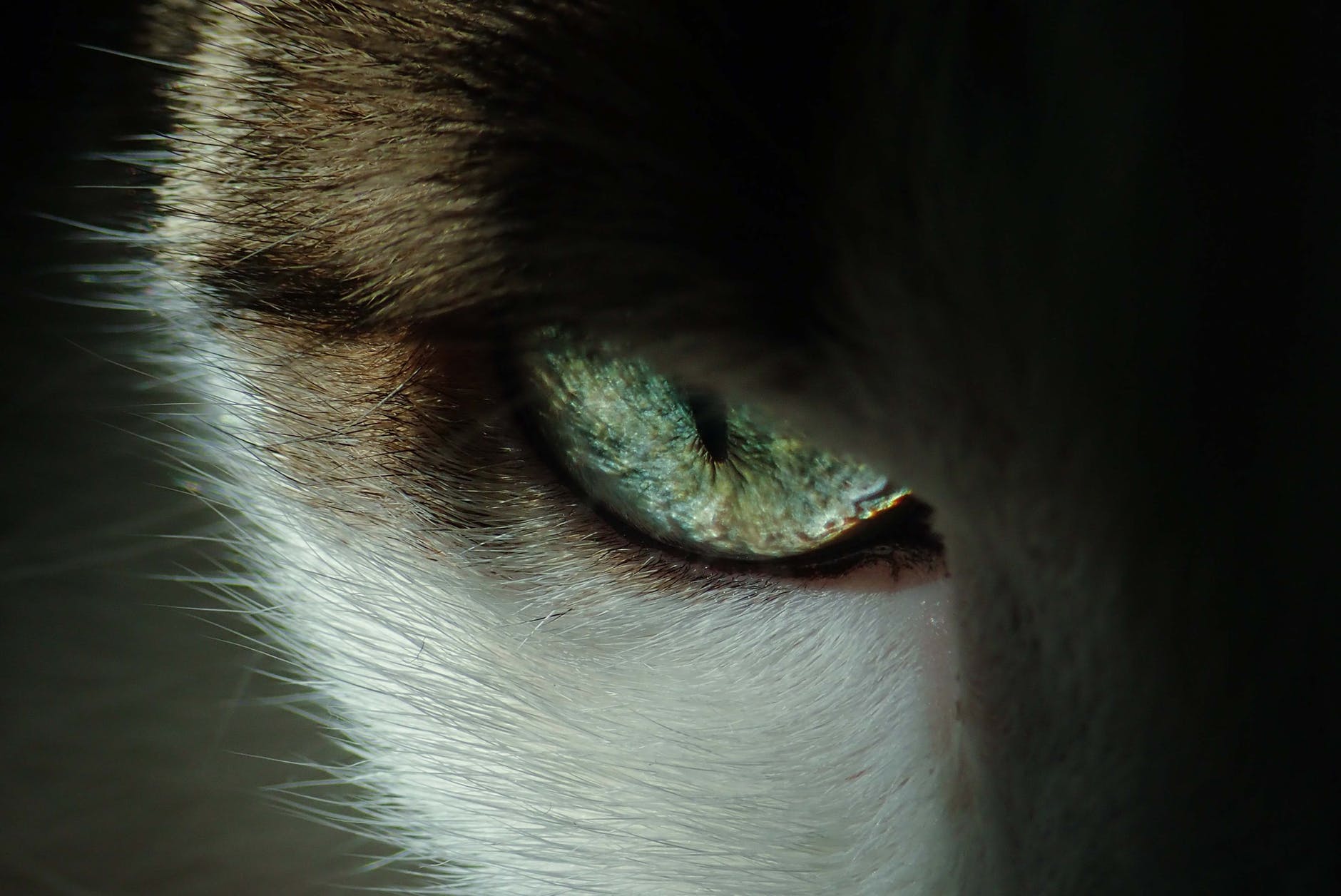 close up photo of cat s eye
