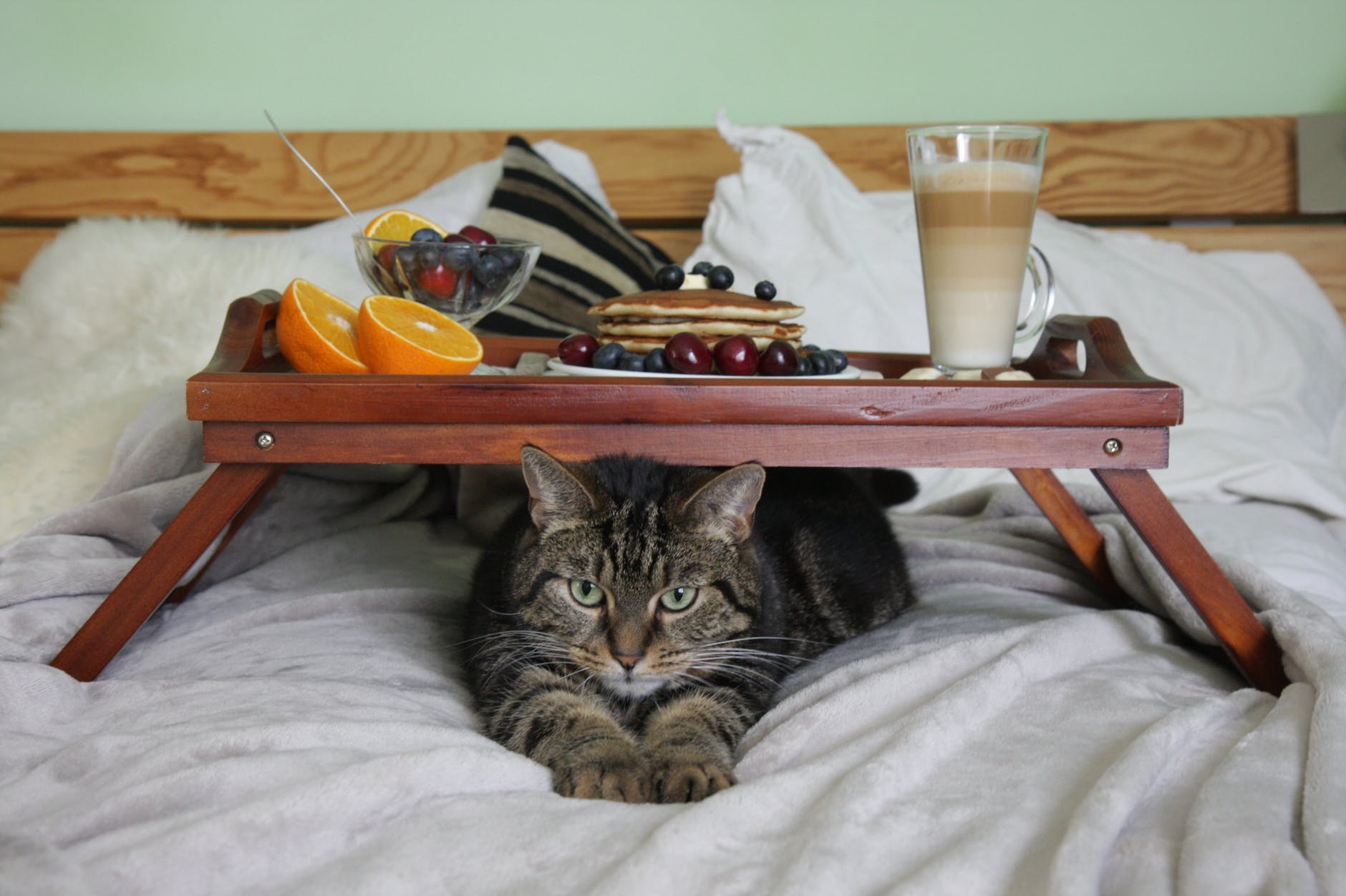 cat under the breakfast tray