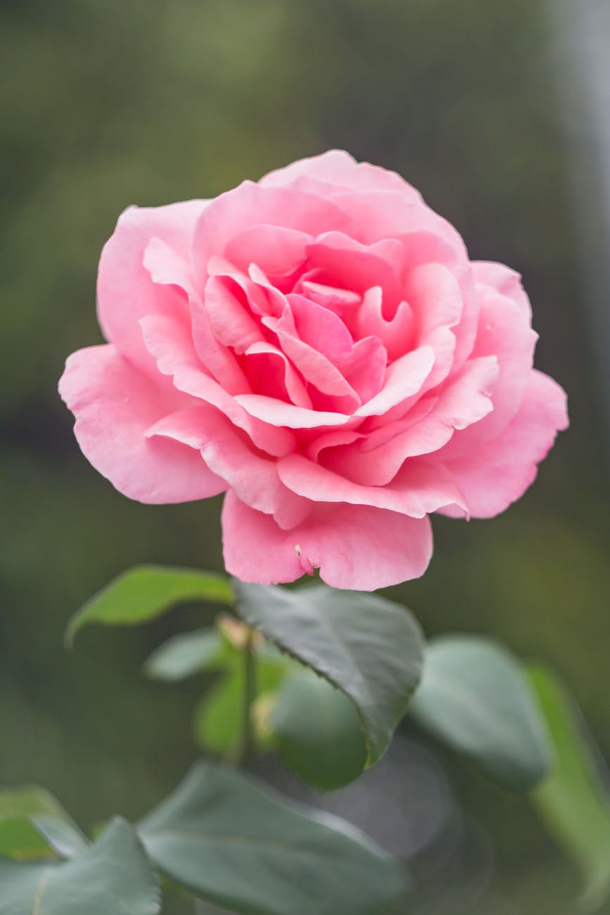 pink rose