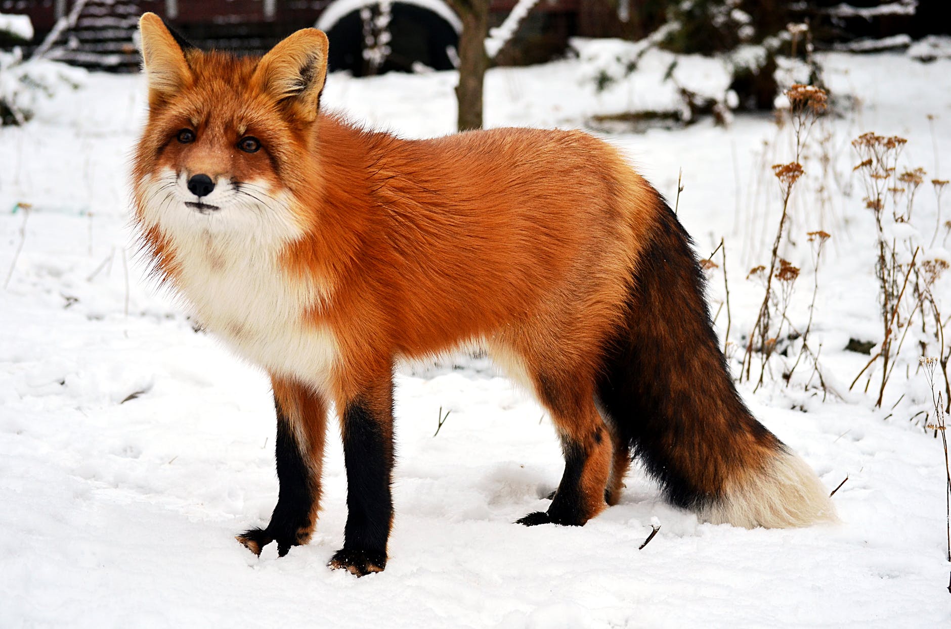 cute red fox with fluffy tail in snowy winter