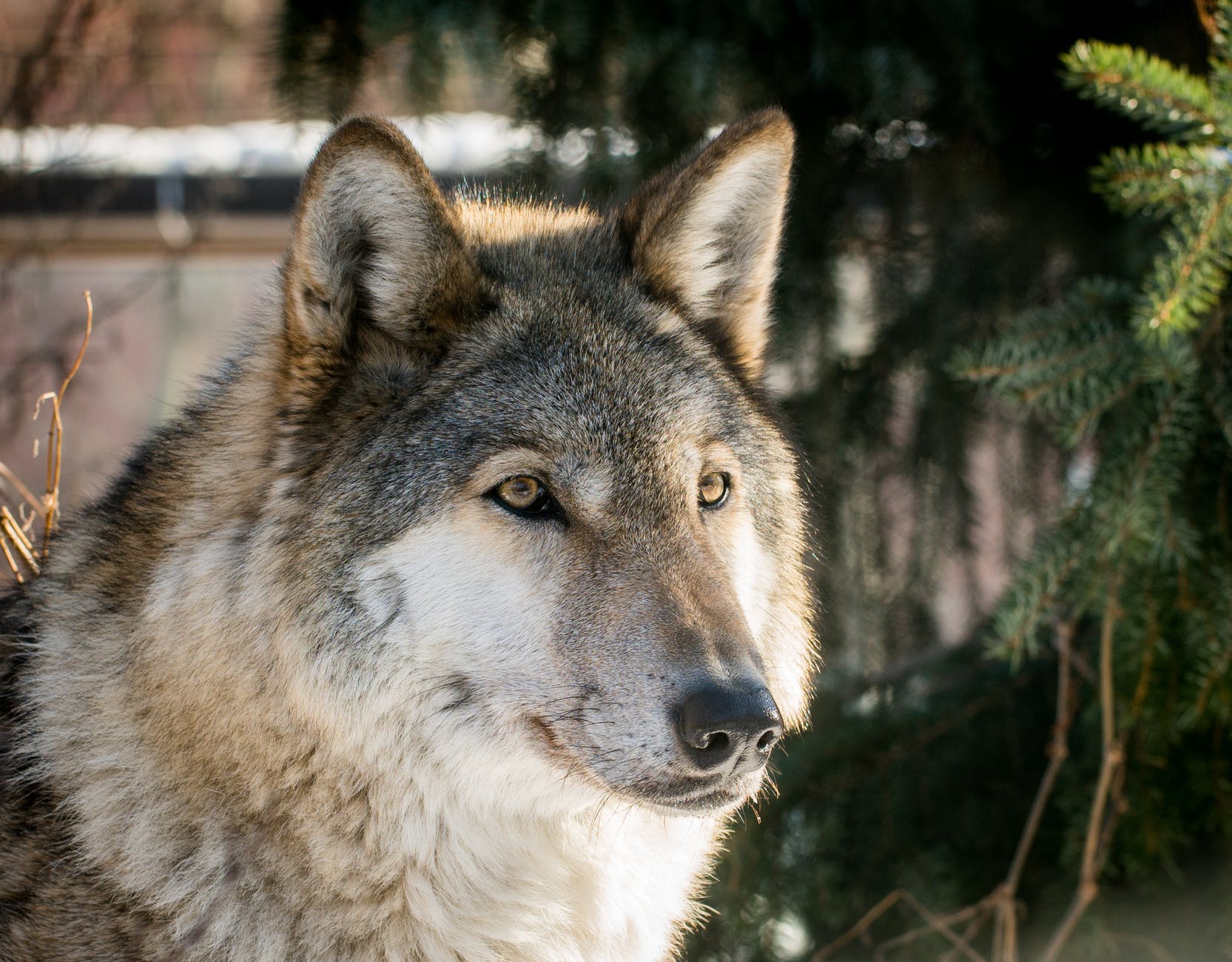 gray husky