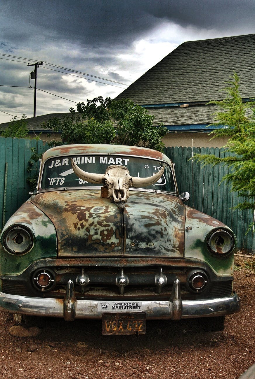 white animal skull on top of vehicle
