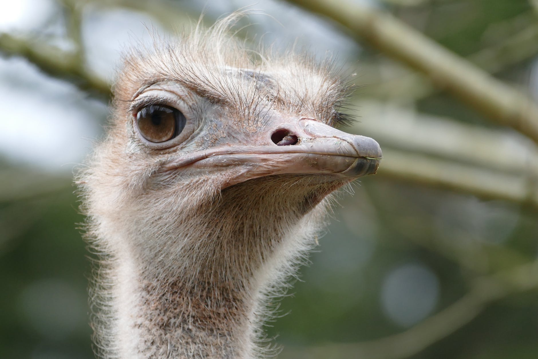 ostrich in close up photography