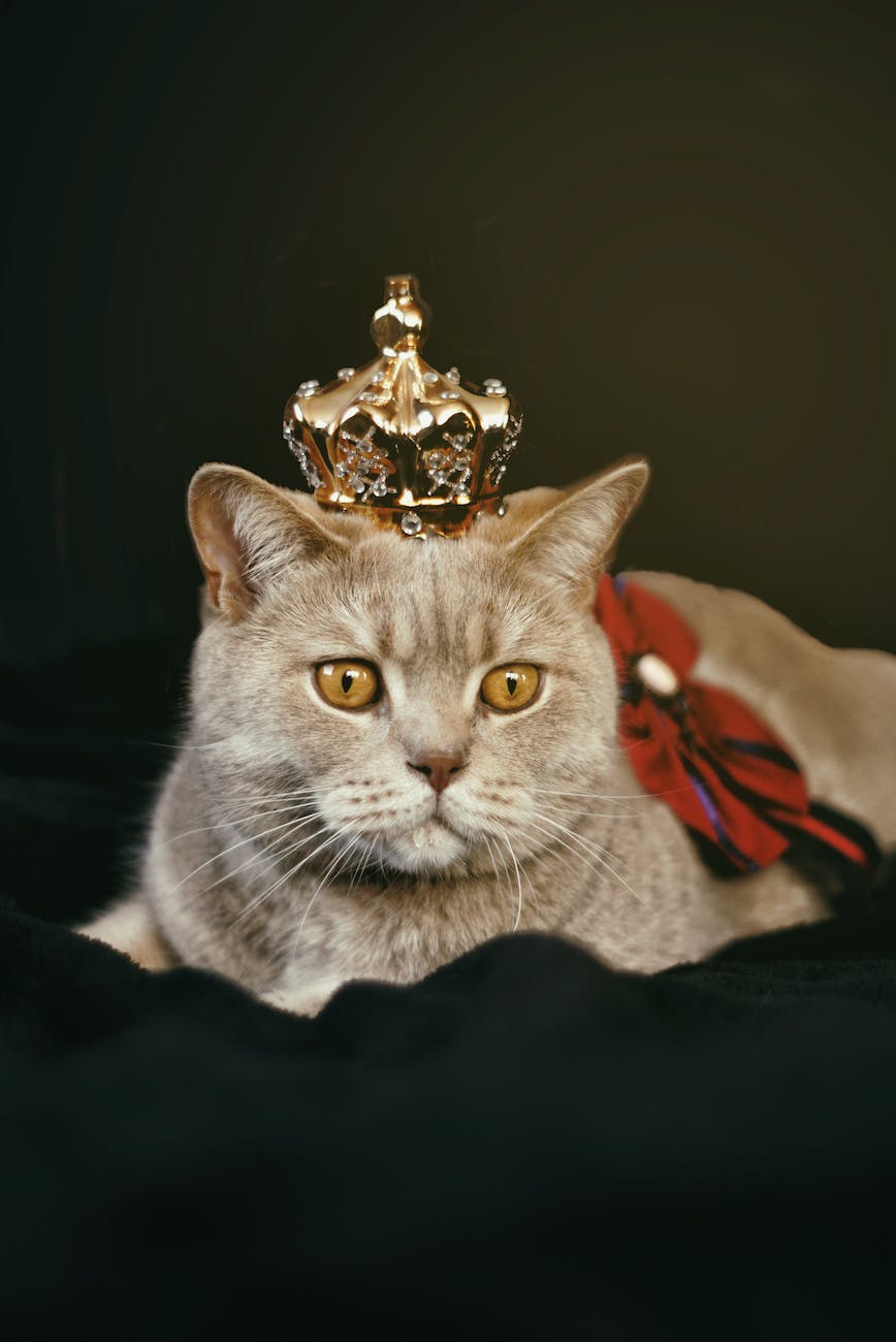 beige cat with gold colored crown